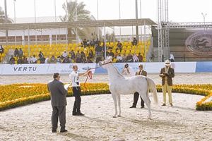 لجنة التحكيم يقيمون احدى الخيول المشاركة