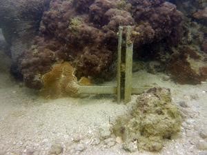 الابيضاض يظهر على الشعاب المرجانية في قاع البحر
﻿