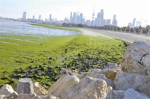 ظهور الطحالب على الشواطئ قد يؤثر سلبا على البيئة
﻿