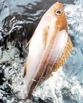 الكشف عن  العلاقة بين سمك القد والتاريخ الإنساني