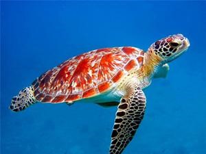 السلاحف البحرية مهددة بالانقراض في مصر﻿