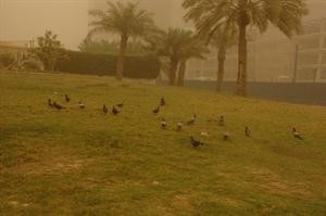 الحمام لم يتاثر بالاحوال الجوية
