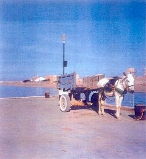 العربانة الوسيلة الوحيدة للنقل بفيلكا قديما﻿