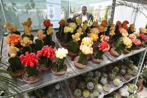 نماذج من نباتات الزينة﻿