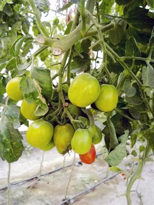 ثمار طماطم بونزو نمت بشكل طبيعي﻿