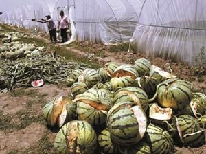 مزارعان صينيان يتخلصان من البطيخ المتفجر﻿