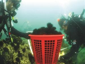 فريق الغوص جمع كميات هائلة من القنافذ البحرية﻿