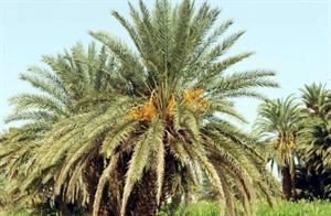 نخيل نجران