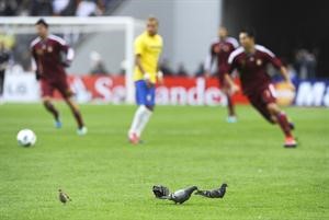 الحمام يتابع مباراة البرازيل وفنزويلا