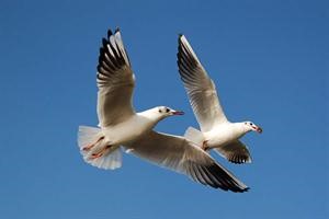 النوارس قد تستخدم الرائحة لاختيار أزواجها