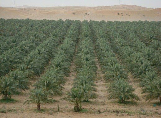 25 مليار ريال دخل السعودية من التمور خلال السنوات الـ 5 المقبلة