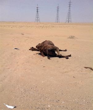 الجمل المتسبب في الحادث 