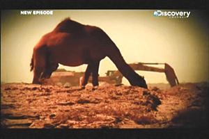 المدينة نموذج لنقل الحياة الى قلب الصحراء﻿