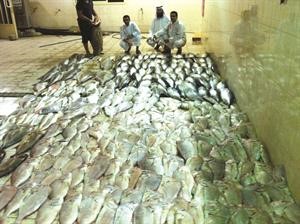 كمية الاسماك المضبوطة خلال اعدادها للاتلاف

