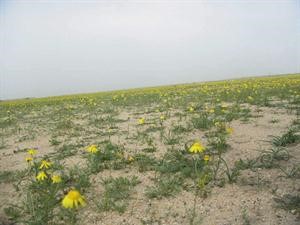 نباتات صحراوية
