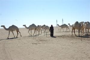 اهل الصحراء رعاة ابل