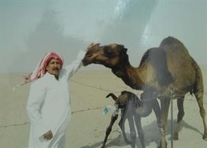 اللميع مع الابل في صحراء الكويت