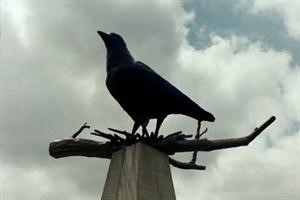 الغربان تميز الرموز التي تشير إلى الكميات
