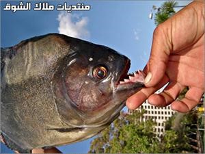 علماء: سمك بيرانا ينبح عند شعوره بالخطر