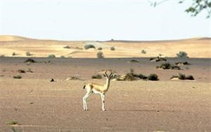 محمية طبيعية في الامارات