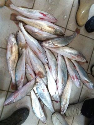 نويبي كويتي من 2537 ديناراحسب الكمية﻿