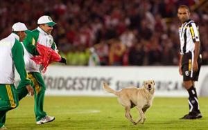 كلب يوقف مباراة في كولومبيا