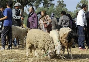 تونسيون يبحثون عن خروف العيد 	افب﻿