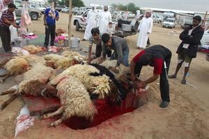ذبح في منطقة كبد	محمد ماهر﻿