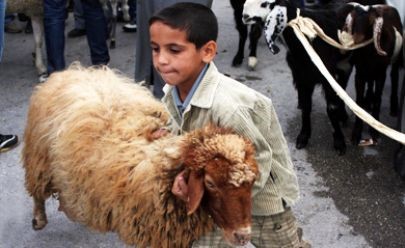 48 ألف شيكل.. غرامة كل من يذبح أضحية العيد في إسرائيل