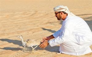 إطلاق اسم رئيس الإمارات على مشروع إعادة توطين الحبارى