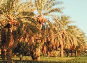 23 مليون نخلة في السعودية تنتج مليون طن من التمور قيمتها نحو 8 مليارات ريال