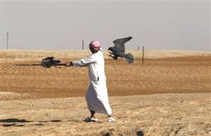 جانب من مسابقة الصقور الحرة في الظفرة﻿