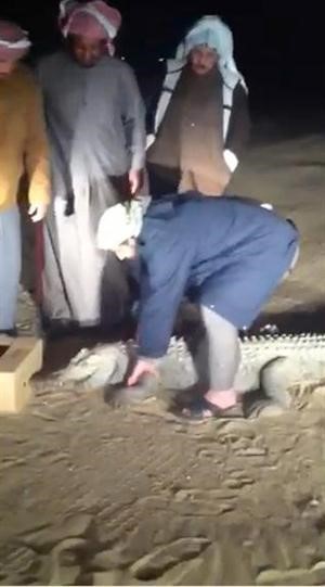 احد المواطنين يرفع راس التمساح﻿