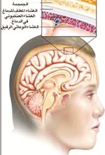 استشاري الباطنة في مستشفى الراشد د.علاء الجمل يقدم كيفية الوقاية من «السحايا»