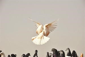 مصور عراقي يفوز بجائزة أفضل صورة عالمية لعام 2011