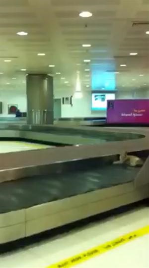 قطط.. بدل الحقائب على سير الأمتعة في المطار