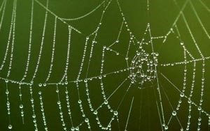 صلابة بيوت العنكبوت لا علاقة لها بخيوطها فقط