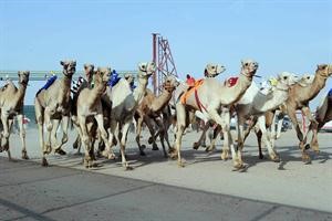 تحد واثارة في بطولة الهجن
