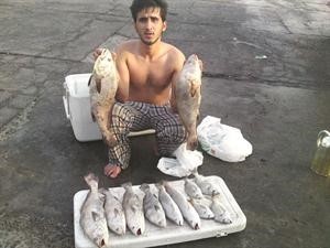 فروخ شماهية يا عيني
