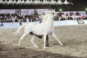مهرة تستعرض جمالها للجنة التحكيم والجمهور﻿