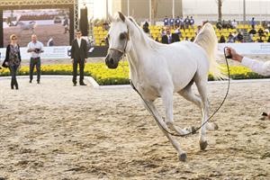 استعراض رائع لاحد الخيول﻿