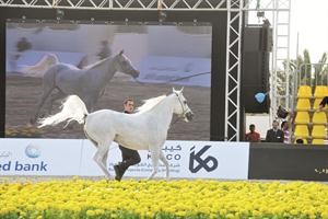 عرض لاحد الخيول المشاركة في البطولة﻿