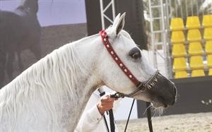 جمال الخيل العربي﻿