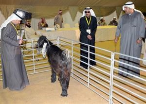 الشيخ ضاري الفهد يتابع تحضيرات السباق
