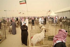 الاستعداد لسباقات الفحول﻿