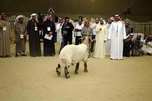 عرض قبل خوض السباق امام لجنة الحكام﻿