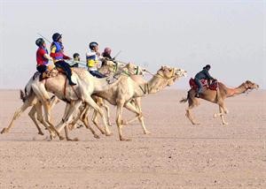 منافسة في سباق الهجن﻿