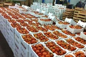 الطماطم 2750 دينار وقد تصل عشرة دنانير لولا وجود المحلي
