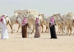 مجموعة من الابل المشاركة في السباقات