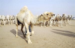 لحظة انطلاق سباق جمال الابل
